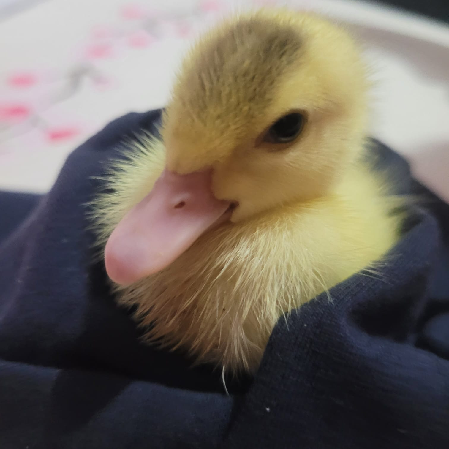 Foto de Abril